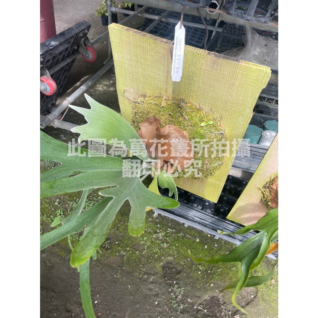 ☆萬花叢★觀葉植物【白帥帥鹿角蕨(銀鹿x普鹿)】★上板★高約20-45cm☆(無法超取)