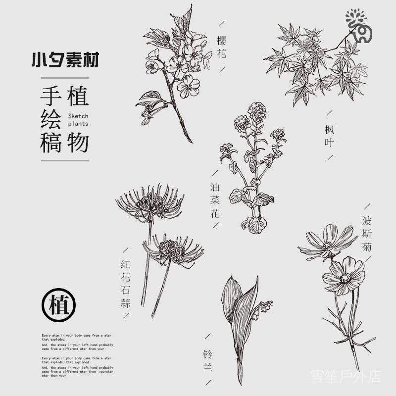 手繪線稿素描線描草本植物花卉水仙菊元素png免扣eps矢量設計素材hv 蝦皮購物