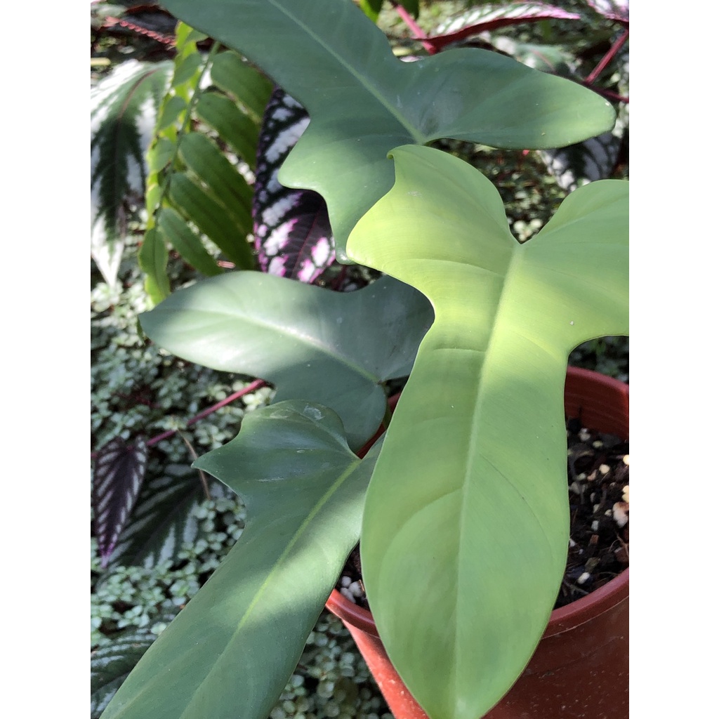 Philodendron panduriforme 琴葉蔓綠絨