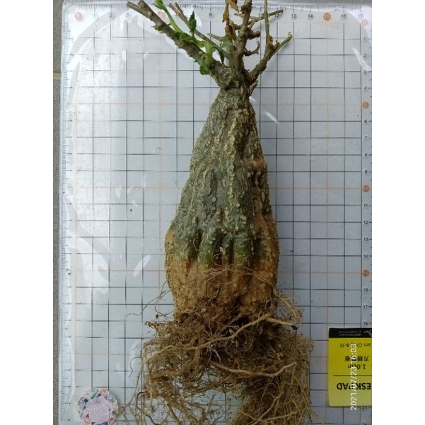 多肉植物 塊根 葫蘆科苦瓜屬 沙漠苦瓜 身體高11cm肚圍單面寬6.5cm 優惠價800元