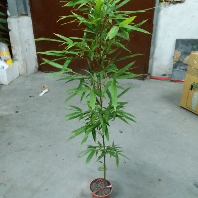Samgreen 唐竹 5吋盆 高100cm 中國禪風 日式景觀 現代經典 蝦皮購物