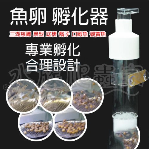 水族爬蟲家 孵化器pj 29 三湖慈鯛魚卵孵化器蝦卵孵化器螯蝦異形底棲魚異型水晶蝦均適用 蝦皮購物