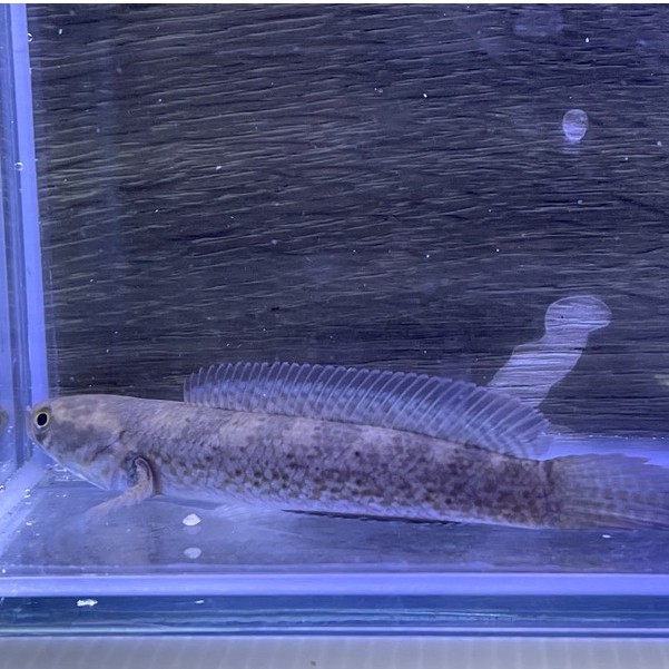 冠昱水族 藍寶石雷龍 古代大型魚 模型 蝦皮購物