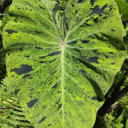 Colocasia Mojito 莫吉托水芋