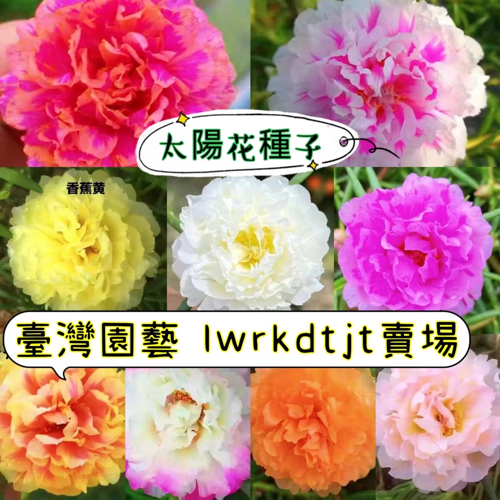 台園［開發票］收據 免運 【太陽花種子】重瓣太陽花種子 鬆葉牡丹七彩種子 庭院陽台種植 四季種植易養活 發芽率高達99%