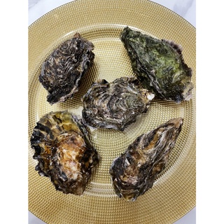 《心鮮物 fresh》高品質日本生食級全殼生蠔/單顆80~300g皆有/8~10公分/日本/牡蠣/生蠔/冷凍海鮮