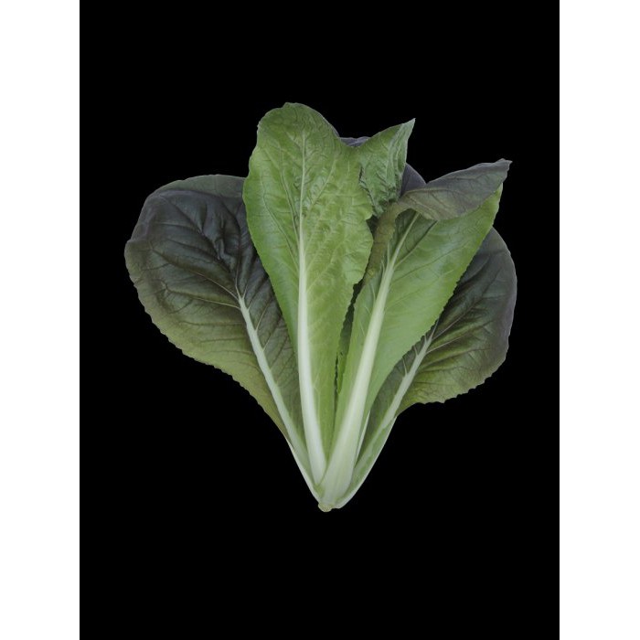 【蔬菜種子S244】紫薇白菜（無絲白菜）~~葉面紫色，葉背綠色，無絨毛，耐熱抗病，烹煮後食用無纖維，口感極好。