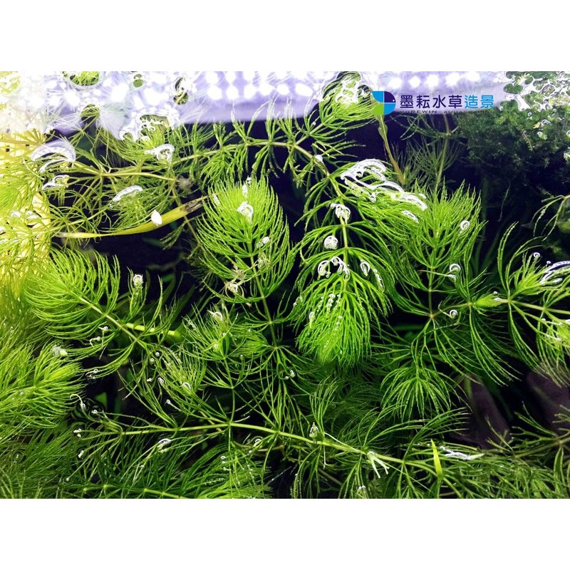 墨耘水草 金魚藻 水中葉 10株 30元後景不需co2 耐熱陰性草新手級 蝦皮購物