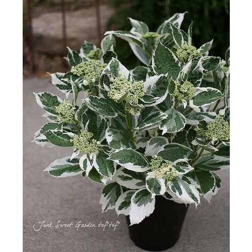 小熊球根之家 熊栽海芋小屋 線上商店 蝦皮購物