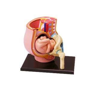 4D MASTER益智拼裝玩具人體妊娠器官解剖模型醫學教學DIY科普用具