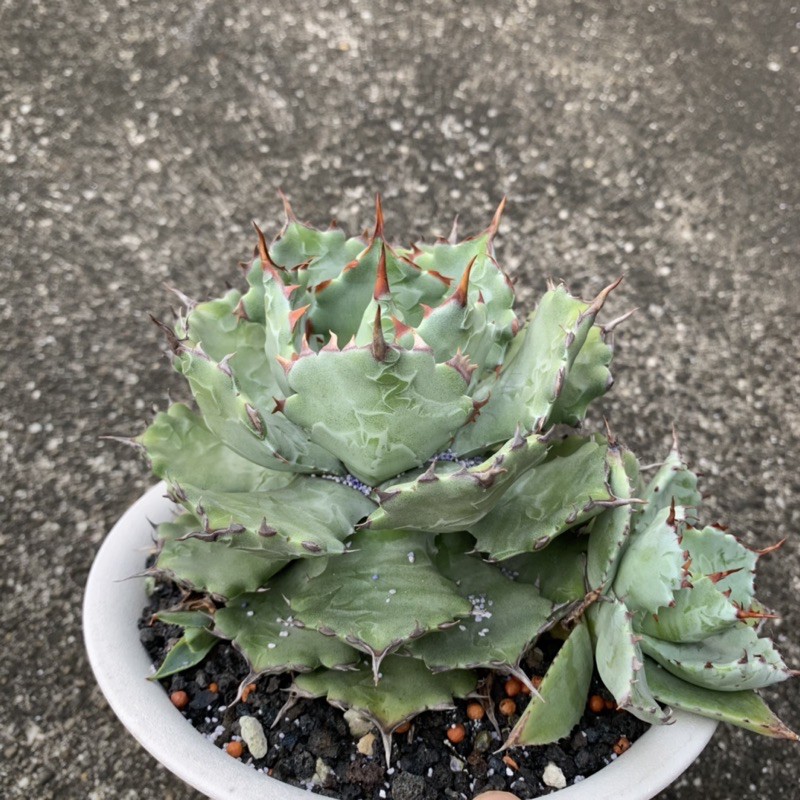 龍舌蘭 Agave 蠍蟹 側芽