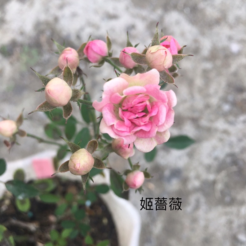薔薇 姬薔薇八女津姬照葉屋久島日本柴紅微月 蝦皮購物