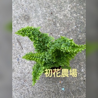 初花農場2店|密葉蕾絲蕨|3寸盆|觀葉植物|～定價80特價60