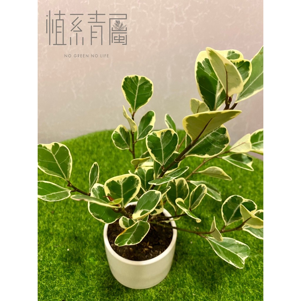 植系青屬-斑葉三角榕/觀葉植物/三吋小品