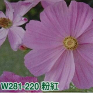 尋花趣 大波斯菊 【粉紅色】大波斯菊種子 花海大波斯菊種子 每包1公斤裝 保證當季進口種子 發芽率高