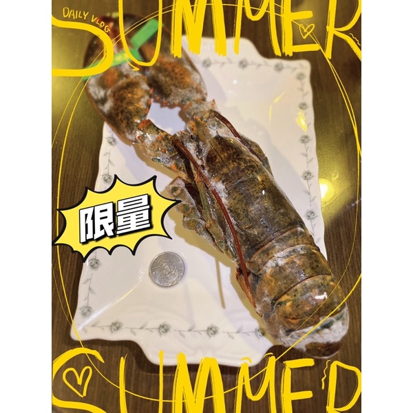 🦞活凍-波士頓龍蝦🦞400-500g/500-600g