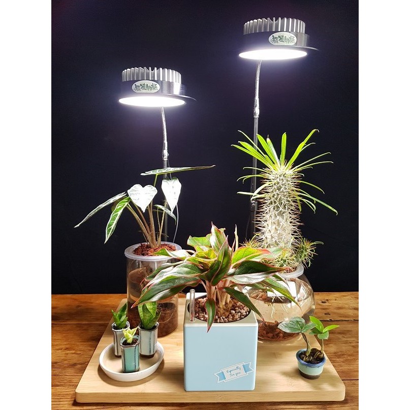 植物桌燈 優惠推薦 22年3月 蝦皮購物台灣