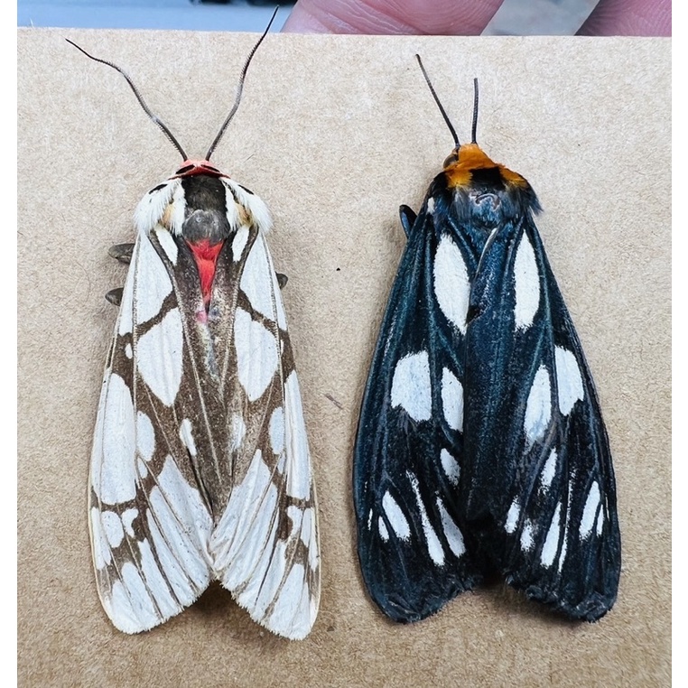 昆蟲標本 蛾兩隻一組 觸鬚保留 不能保證完整