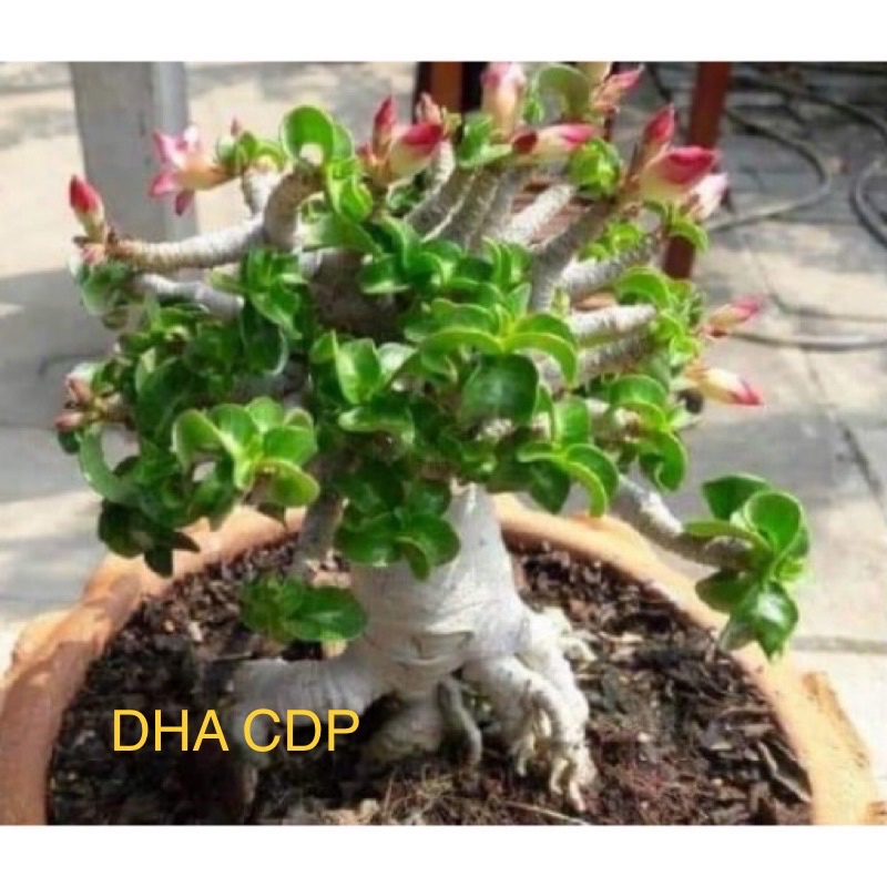 DHA KHZ CDP Medusa Arabicum PBN PPL 羊角沙玫種子 塊根多肉沙漠玫瑰