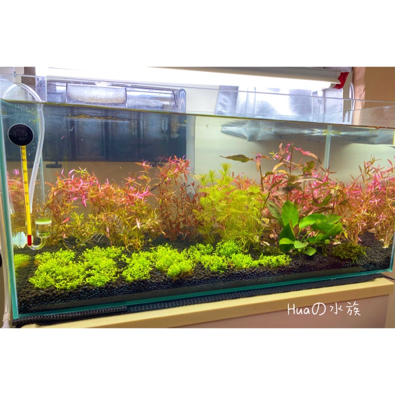 高仿錶小郭水族 Ista 伊士達 日本製 黑土 1l 細顆粒 水晶蝦 水草 育成土 造景 另售粗顆粒 I Position 優惠推薦 21年10月