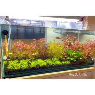 台中阿永 伊士達 Ista 優質黑土 日本進口 粗 細顆粒 1l 水草 底床土 水晶蝦均適合 特價中 蝦皮購物