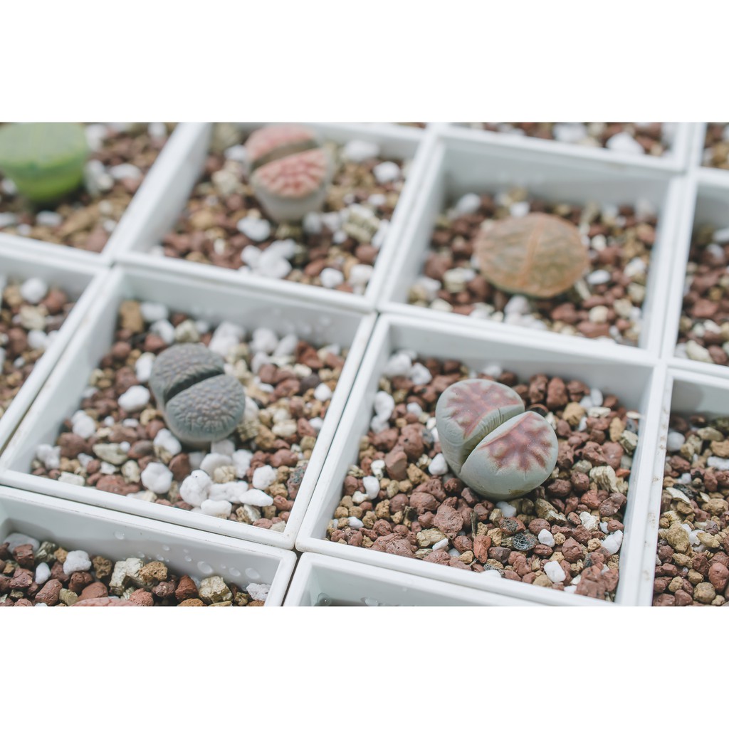 石頭玉多肉植物兩吋盆 圳園子 蝦皮購物