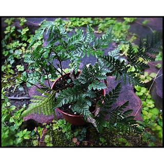3吋盆 兔腳蕨 蕨類植物 雨林