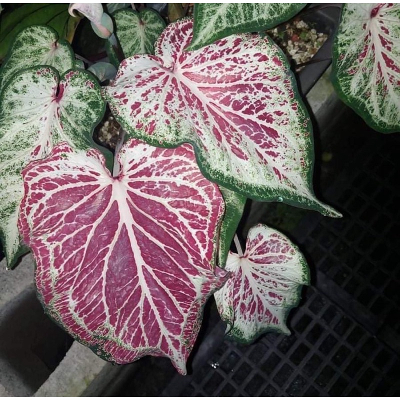 【 雙十蕨 】彩葉芋 薄荷Caladium ' Peppermint '