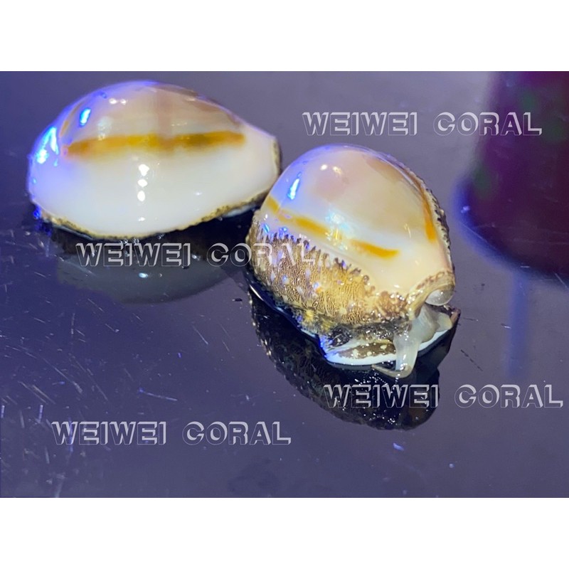 金環寶螺【食藻專家】（會吃紅泥藻）-薇薇珊瑚WEIWEI CORAL