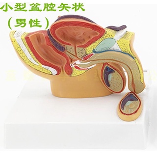 繁星優選小型 男性盆腔模型 人體盆腔矢狀解剖 睪丸 前列線 泌尿系統模型