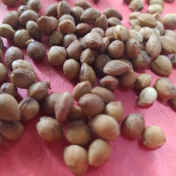 山櫻花櫻花種子 已去膜未破殼 蝦皮購物