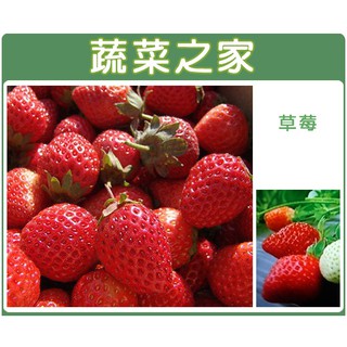 蔬菜之家滿額免運【00I05】大包裝.草莓種子(阿里巴巴) 1.5克(約3000顆)