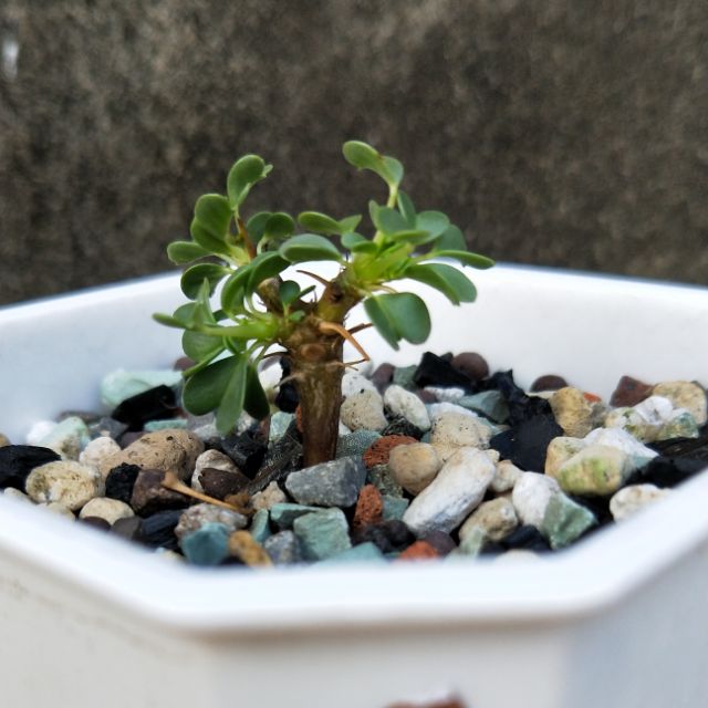 溫達骨葵sarcocaulon Vanderietiae 蝦皮購物