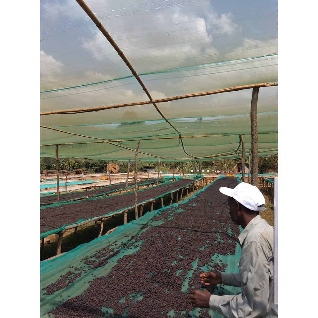 熊團長系列: 衣索比亞 Gedeo產區 耶加雪菲 全紅果漿採收+單層遮陰特規日曬 AB批次 (可代烘+生熟豆均有)