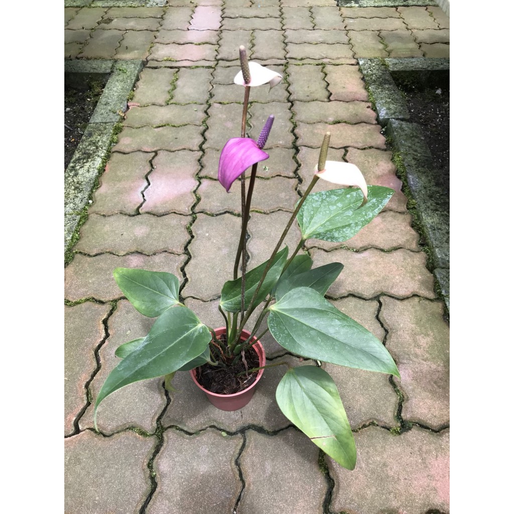花卉水果苗大批發 香妃紫花火鶴 蝦皮購物