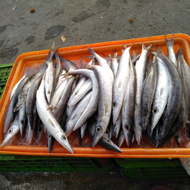 梭魚 尖梭 時價 蝦皮購物