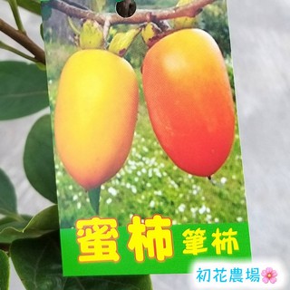 蜜柿 優惠推薦 21年2月 蝦皮購物台灣