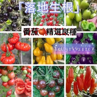 【落地生根】櫻桃番茄種子 圣女果 小番茄 四季種植 超多款 櫻桃番茄種子 超高發芽率90%