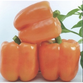 橘色彩色甜椒苗 2.5寸藍軟盆 甜椒 橘色 彩椒 彩色甜椒 一代交配