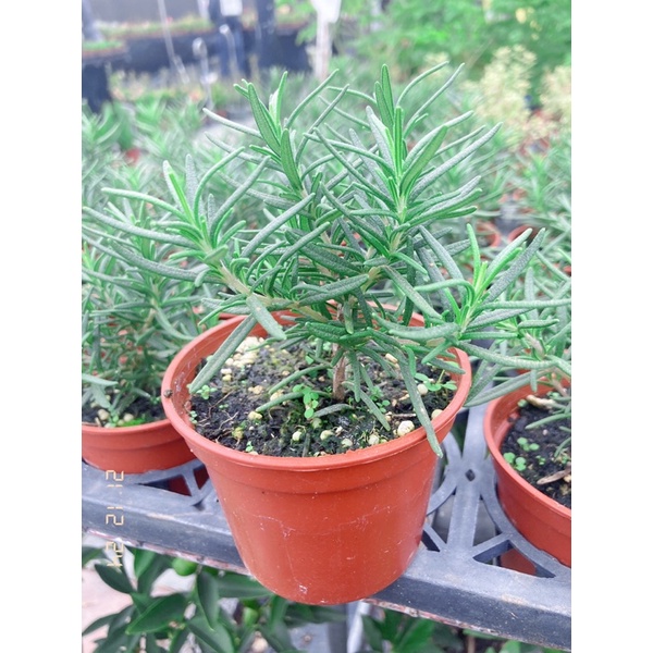 《JC小品園藝》迷迭香Rosemary3寸盆/植栽/植物/園藝/花藝/日照植物/香草植物/可食用/沖泡香草茶/精油/舒眠