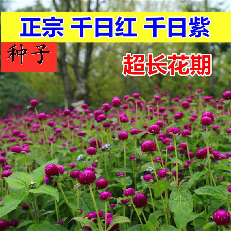 千日紅花