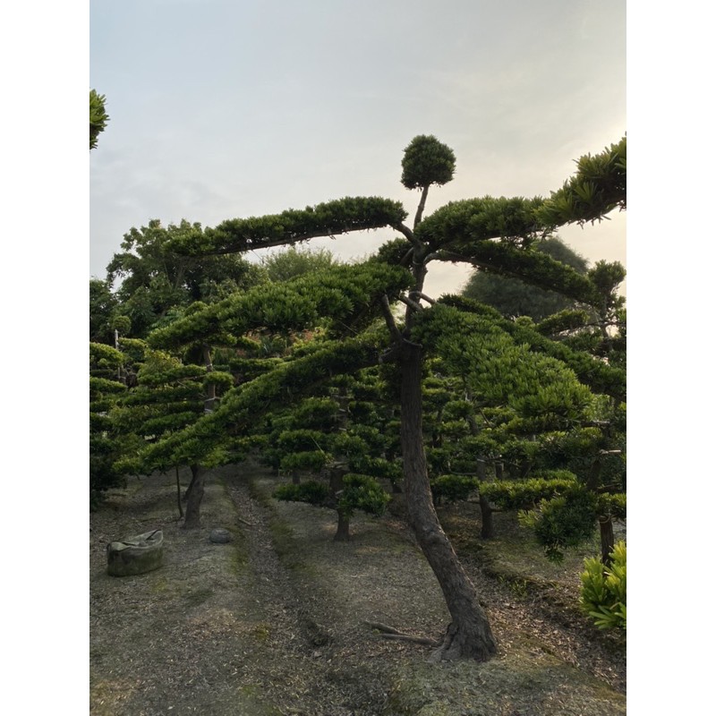 大型層型羅漢松（25年）