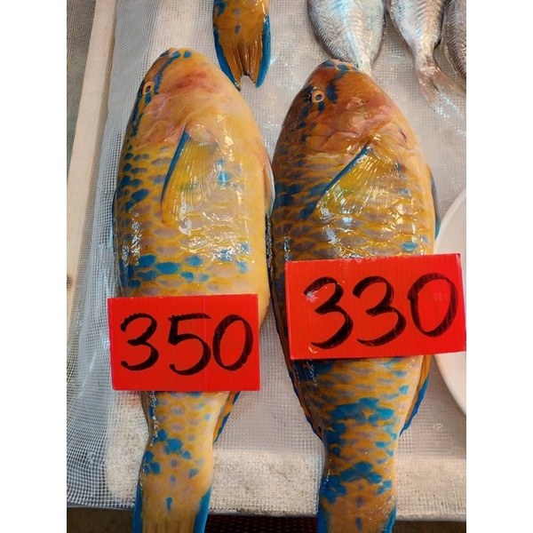 長相漂亮 肉質又軟嫩的鸚哥魚 蝦皮購物