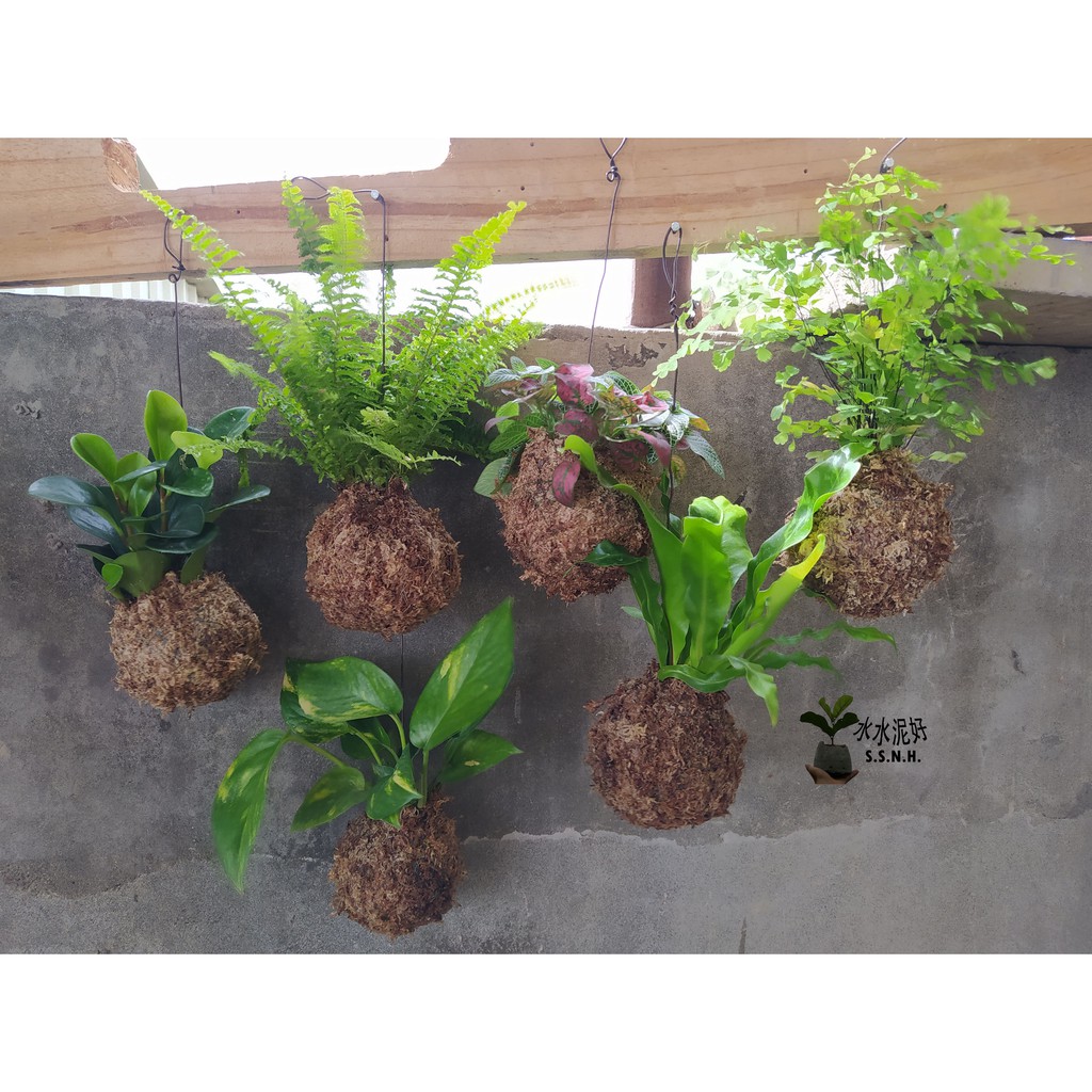 水水泥好 苔球苔玉窗孔龜背芋波士頓腎蕨蕾絲蕨鐵線蕨兔腳蕨山蘇苔球圓葉椒草陽光黃金葛苔球吊蘭