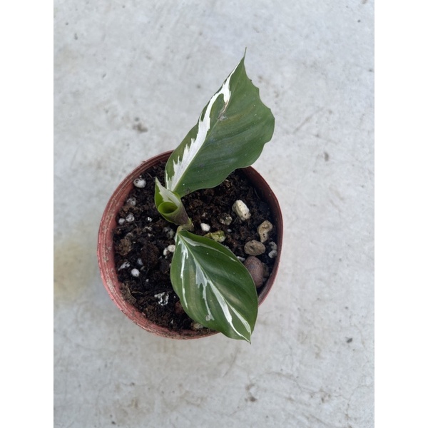 白油畫竹芋的價格推薦 22年3月 比價比個夠biggo