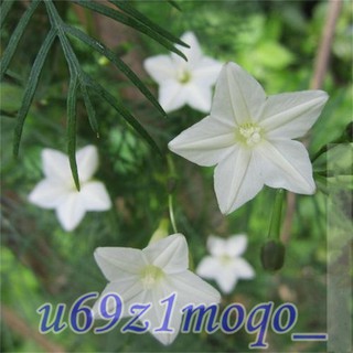 花海園藝 蔦蘿花新娘花混合色 種子 蔦蘿 花卉種子 蝦皮購物