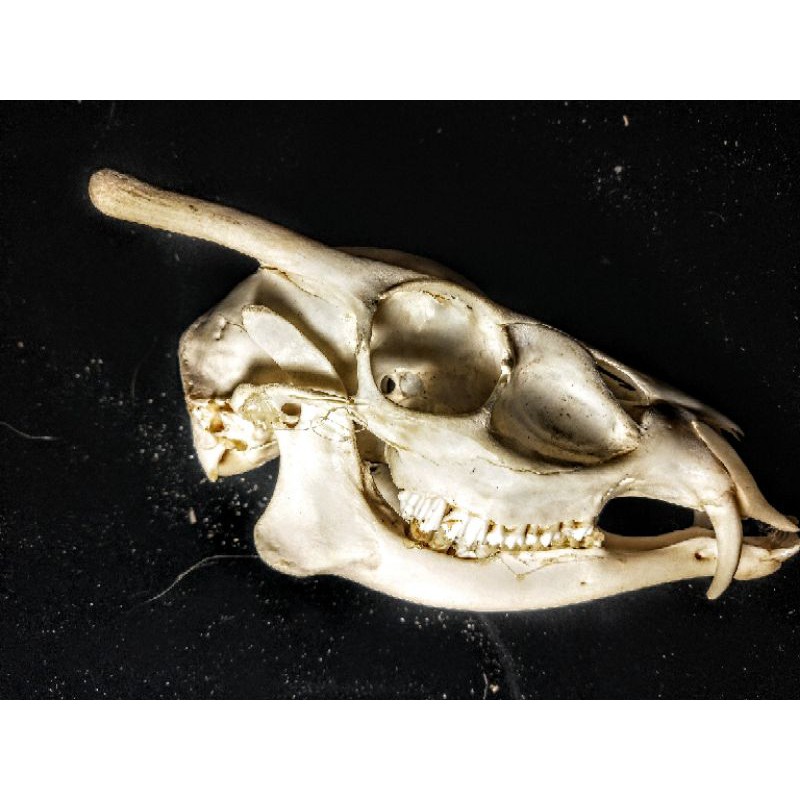 山羌頭骨標本室內擺件 蝦皮購物