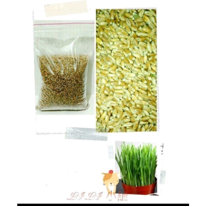*Lili小舖  小麥種子1公斤裝（1000公克）小麥.小麥貓草，兔草，鼠草，牧草