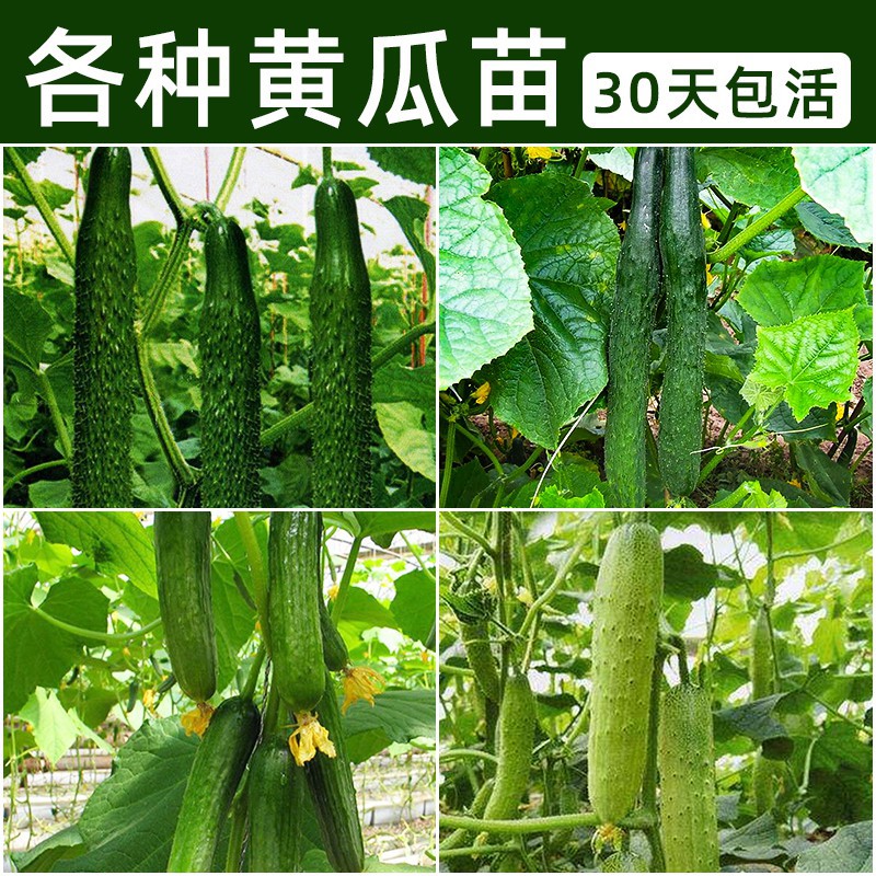 灣灣園藝 種子之園 旱黃瓜苗秧陽臺盆栽特色蔬菜幼苗大批量南方陽臺菜苗春季種子熱銷廠家直銷 蝦皮購物