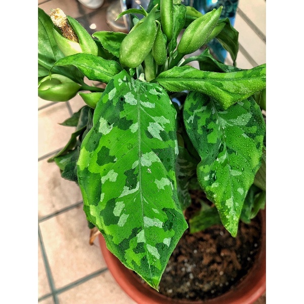 ∥ 迷彩粗肋草 Aglaonema pictum tricolor  ∥ 穩根、三色美斑文青植物必備款/療癒雨林觀葉植物